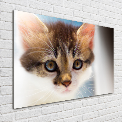 Tableau photo sur verre Petit chat