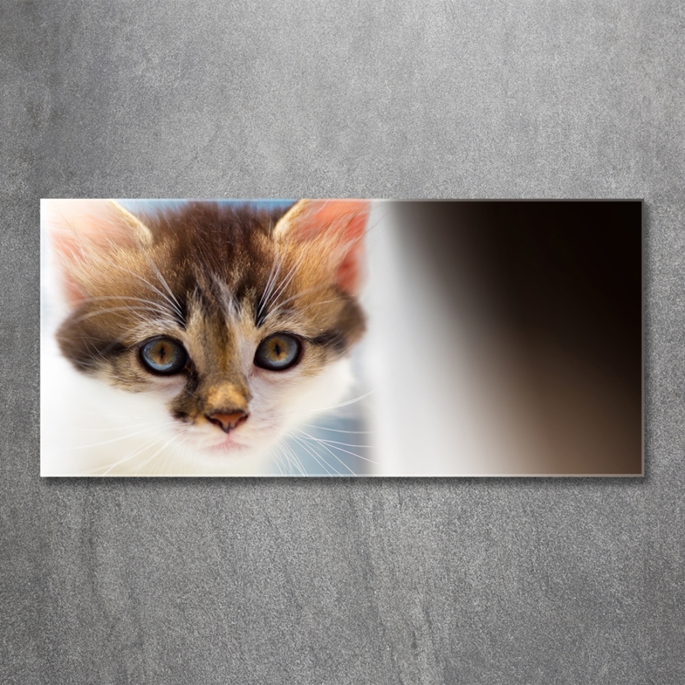 Tableau photo sur verre Petit chat