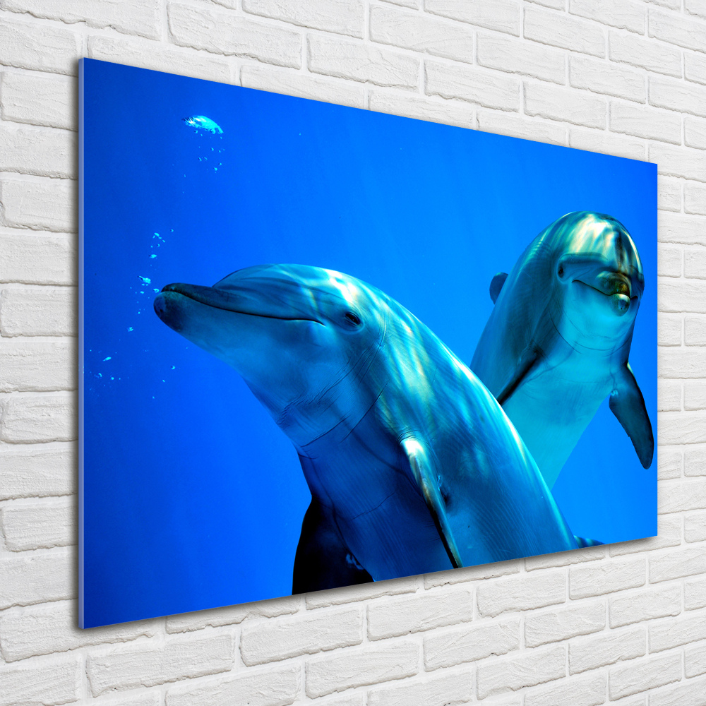 Tableau sur verre Deux dauphins