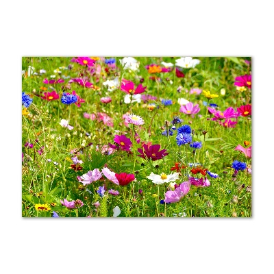 Tableau photo sur verre Fleurs des champs