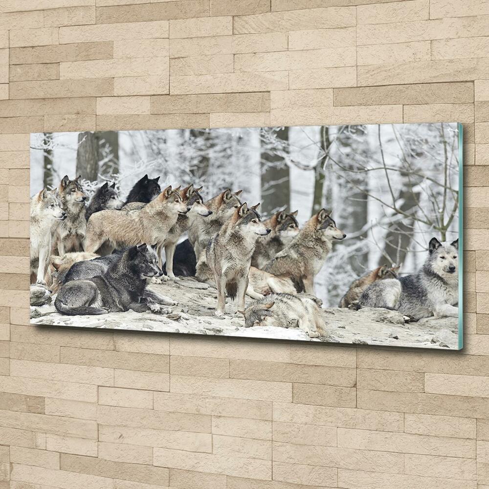 Tableau photo sur verre Loups en hiver