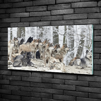 Tableau photo sur verre Loups en hiver