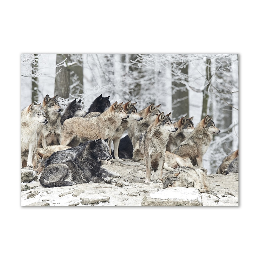 Tableau photo sur verre Loups en hiver