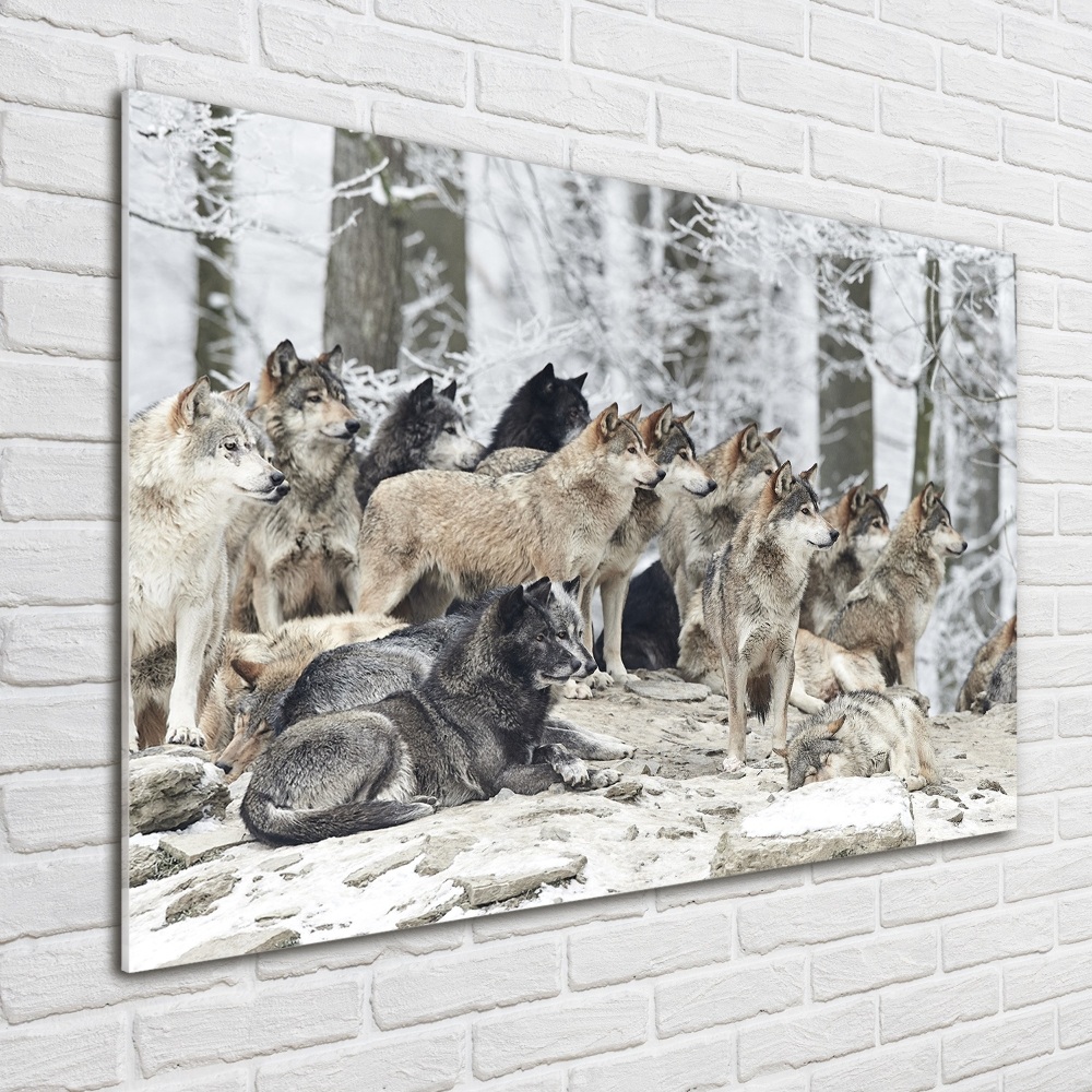 Tableau photo sur verre Loups en hiver