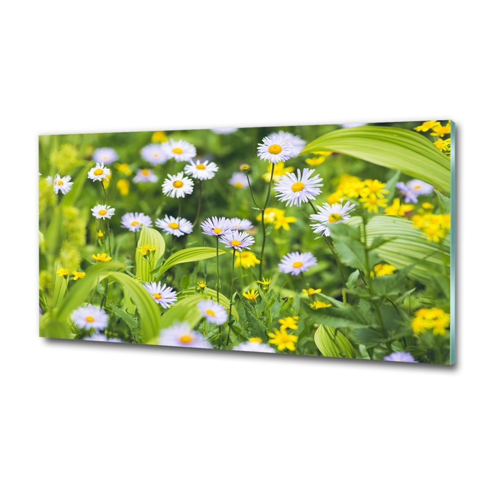 Tableau photo sur verre Marguerites