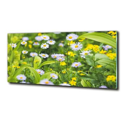 Tableau photo sur verre Marguerites