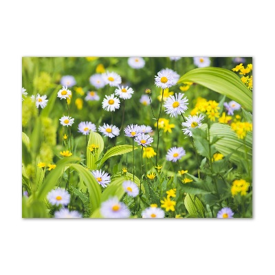 Tableau photo sur verre Marguerites