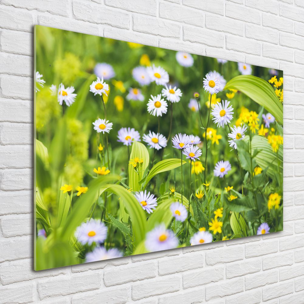 Tableau photo sur verre Marguerites