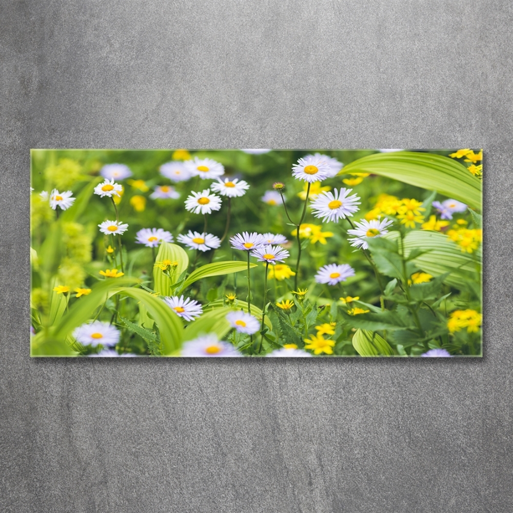 Tableau photo sur verre Marguerites