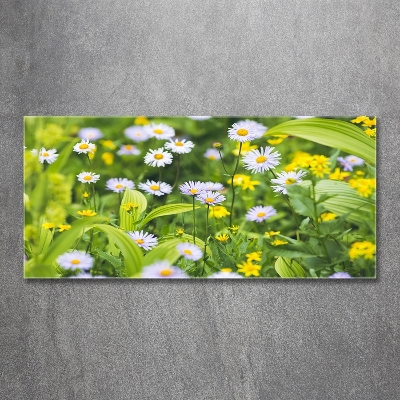 Tableau photo sur verre Marguerites