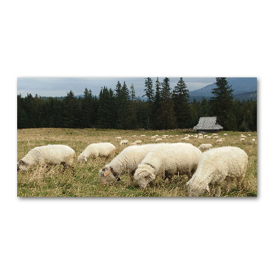 Tableau photo sur verre Moutons au pâturage