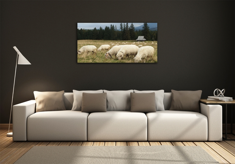 Tableau photo sur verre Moutons au pâturage