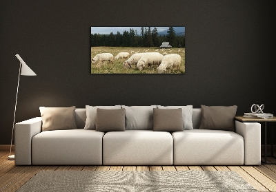 Tableau photo sur verre Moutons au pâturage