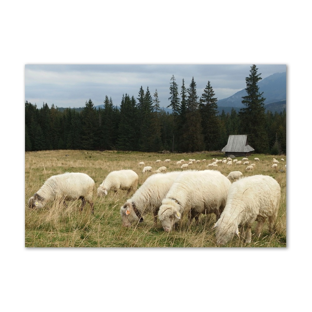 Tableau photo sur verre Moutons au pâturage