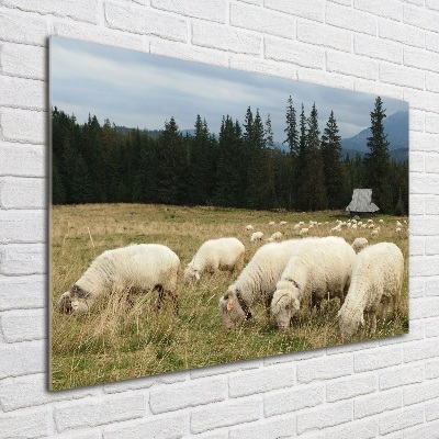 Tableau photo sur verre Moutons au pâturage