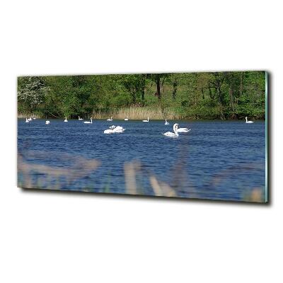 Tableau imprimé sur verre Cygnes blancs