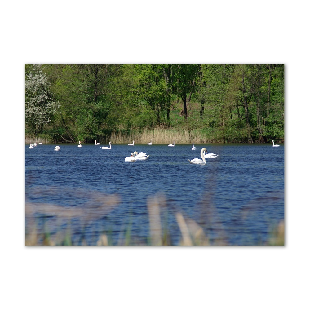 Tableau imprimé sur verre Cygnes blancs