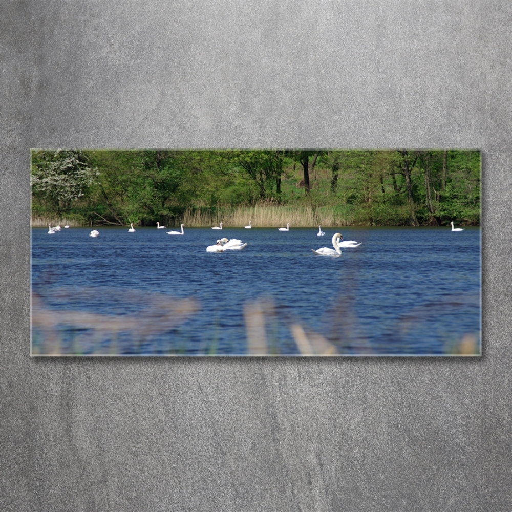 Tableau imprimé sur verre Cygnes blancs