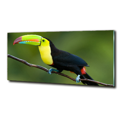 Tableau imprimé sur verre Toucan