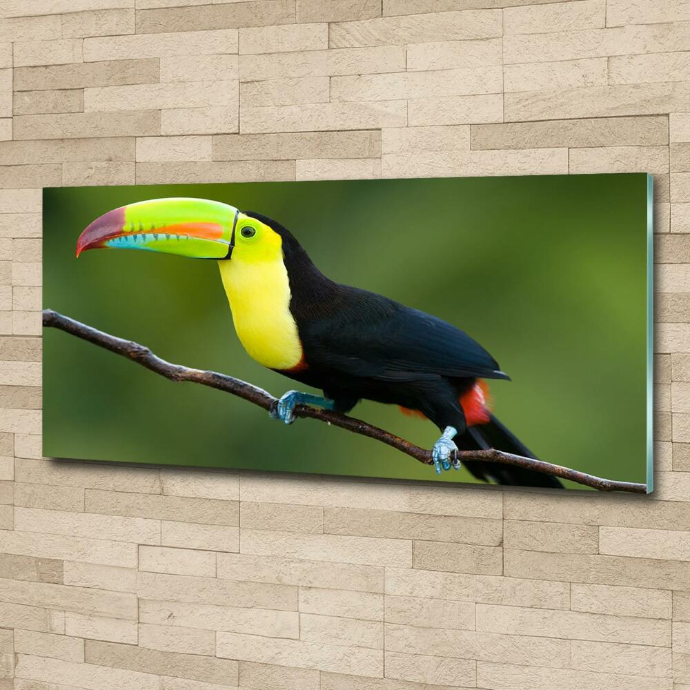 Tableau imprimé sur verre Toucan