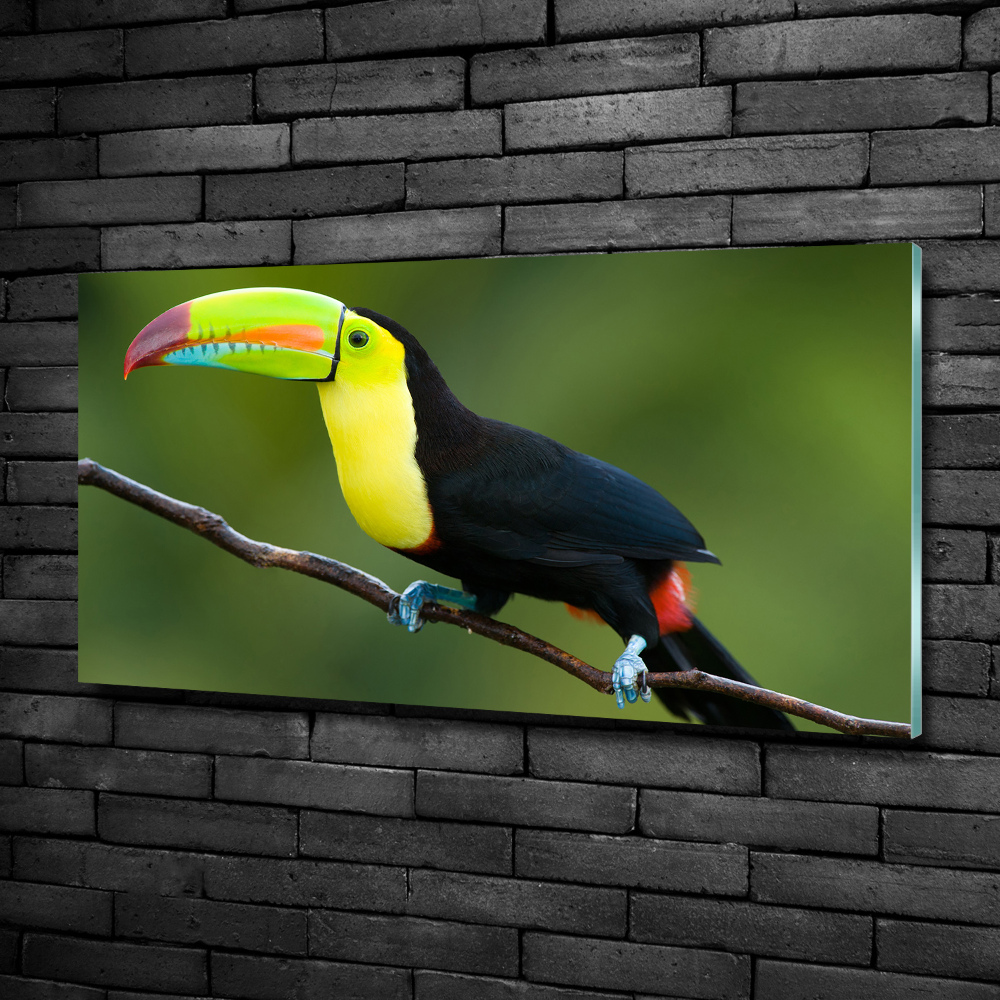 Tableau imprimé sur verre Toucan