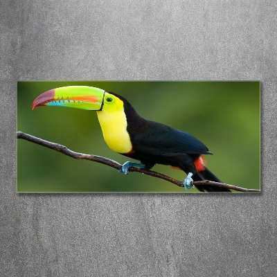 Tableau imprimé sur verre Toucan