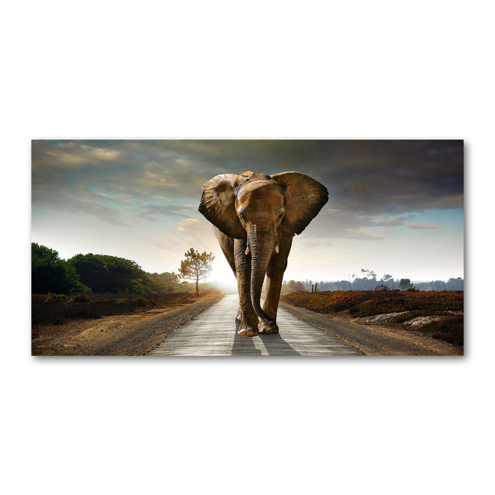 Tableau verre imprimé Éléphant qui marche