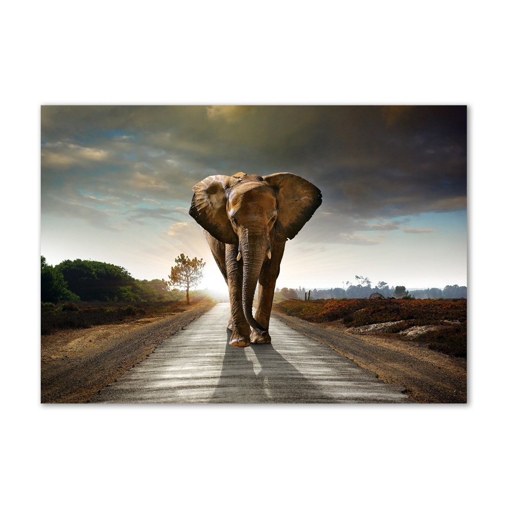 Tableau verre imprimé Éléphant qui marche