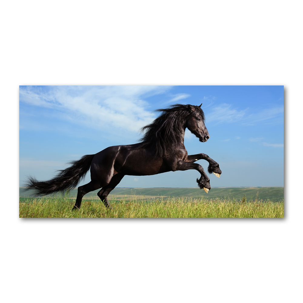 Tableau photo sur verre Cheval noir dans un pré