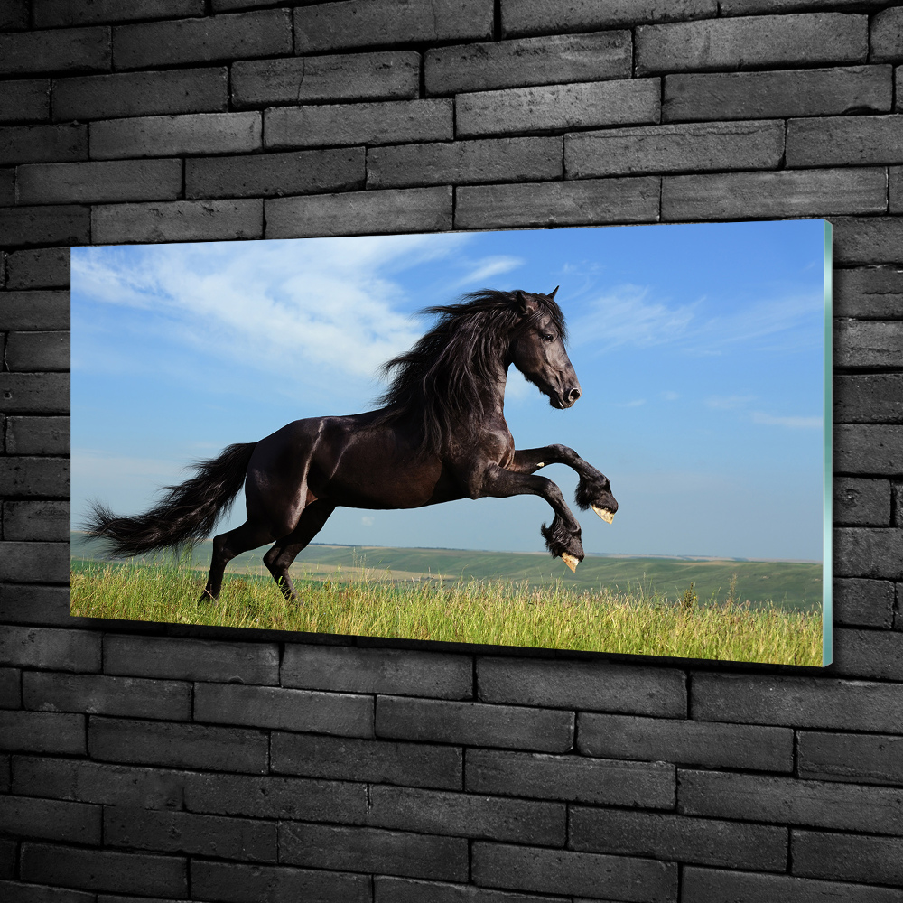 Tableau photo sur verre Cheval noir dans un pré