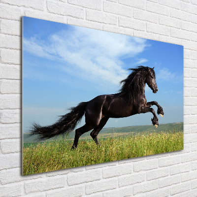 Tableau photo sur verre Cheval noir dans un pré