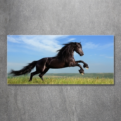 Tableau photo sur verre Cheval noir dans un pré