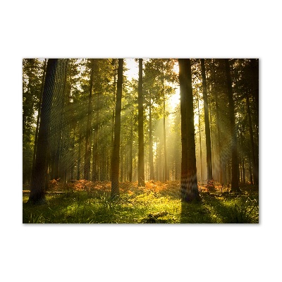 Tableau sur verre La forêt sous le soleil