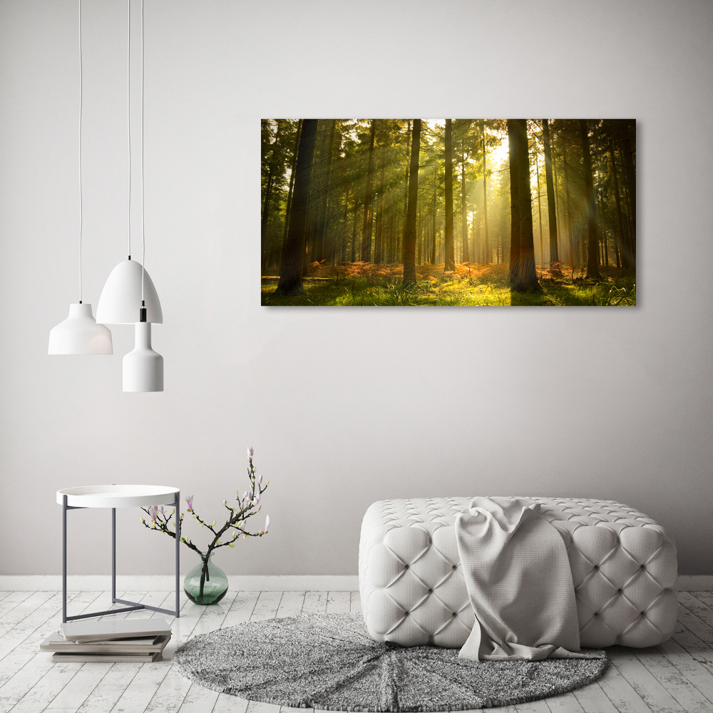 Tableau sur verre La forêt sous le soleil