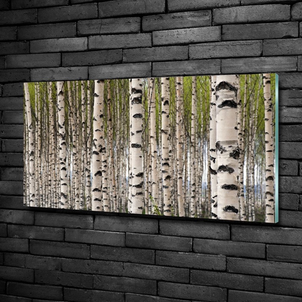 Tableau verre imprimé Forêt de bouleaux