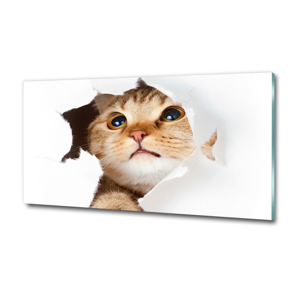 Tableau photo sur verre Chat dans un trou