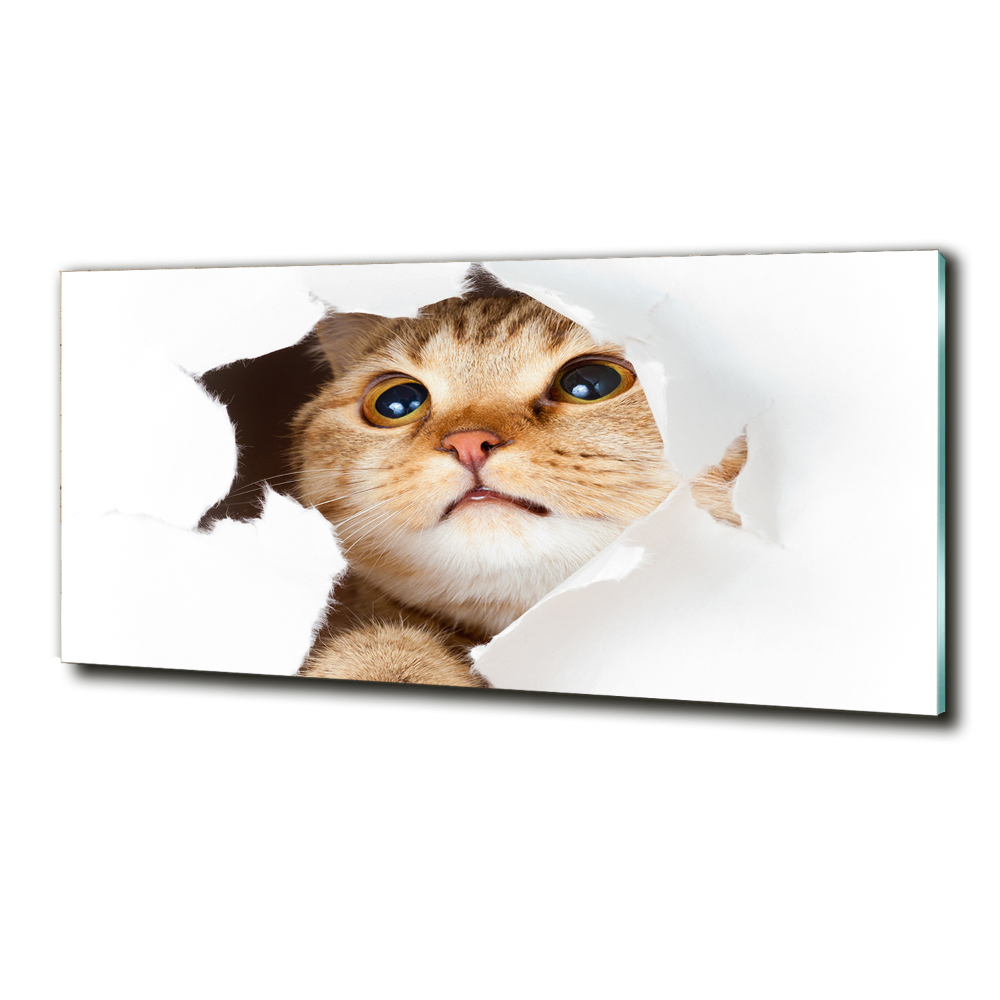 Tableau photo sur verre Chat dans un trou