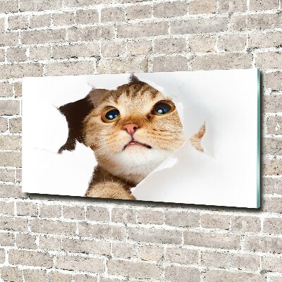 Tableau photo sur verre Chat dans un trou