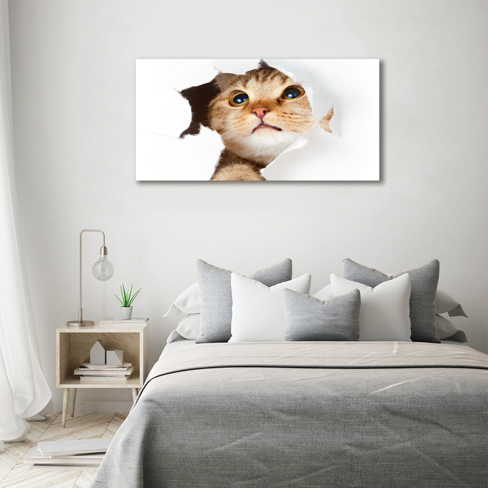 Tableau photo sur verre Chat dans un trou