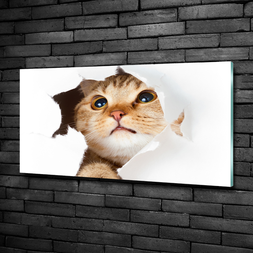 Tableau photo sur verre Chat dans un trou