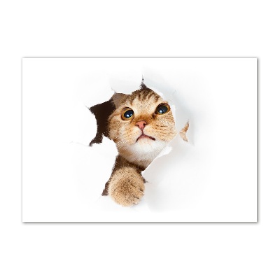 Tableau photo sur verre Chat dans un trou