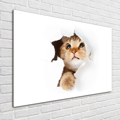 Tableau photo sur verre Chat dans un trou