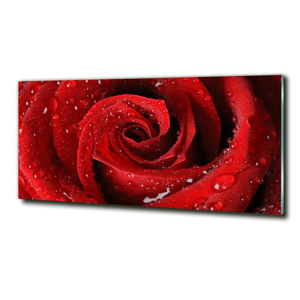 Tableau en verre Gouttes sur une rose