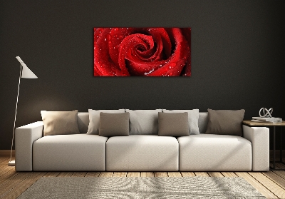 Tableau en verre Gouttes sur une rose