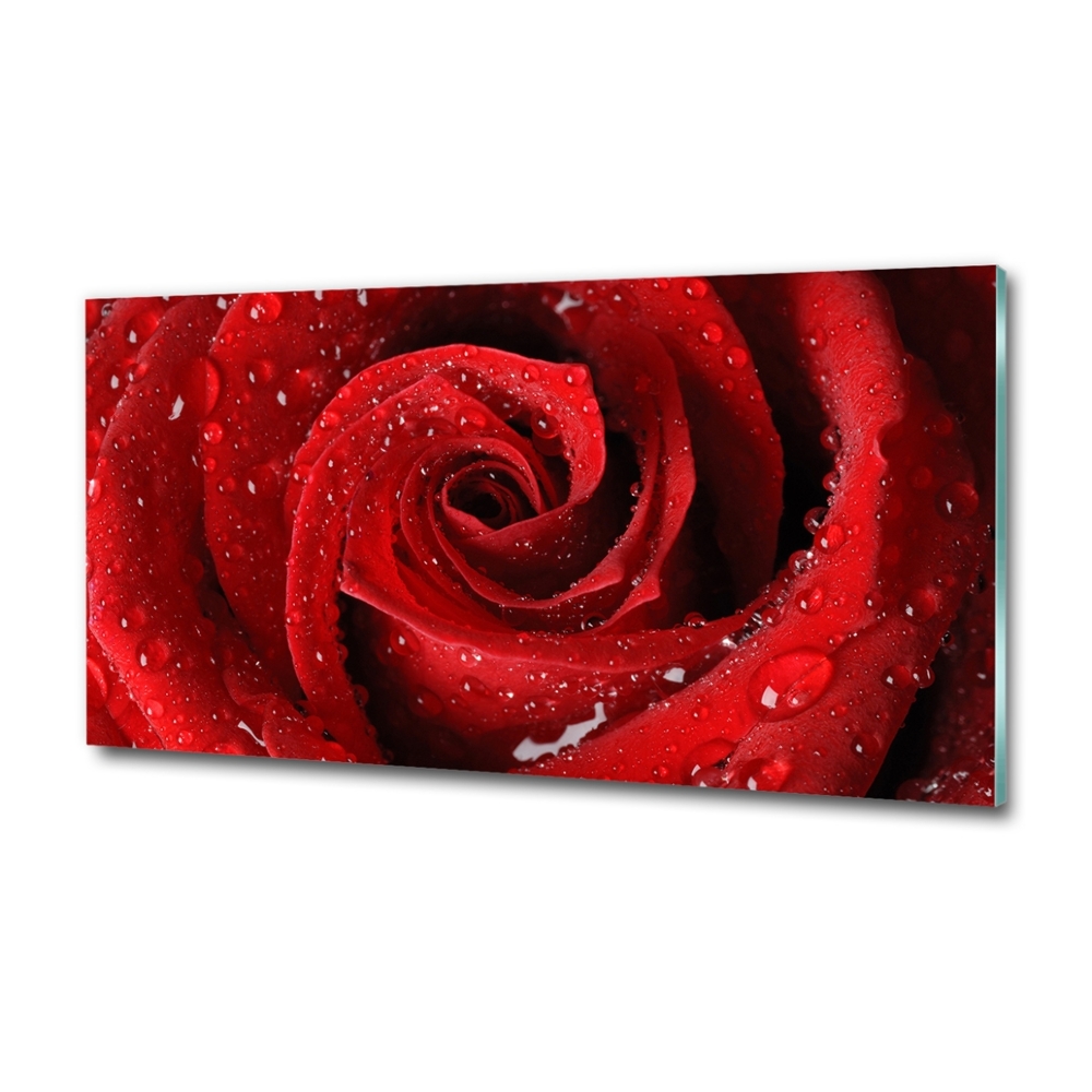 Tableau en verre Gouttes sur une rose