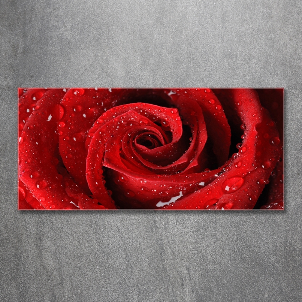 Tableau en verre Gouttes sur une rose