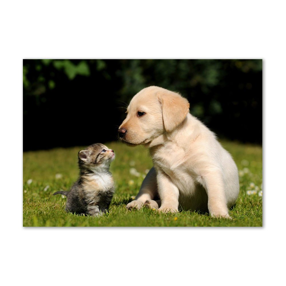 Tableau sur verre Chien et chat dans le pré