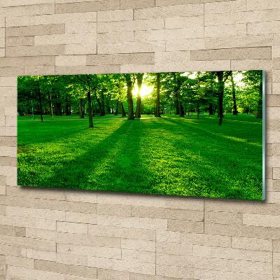 Tableau photo sur verre Herbe dans le parc