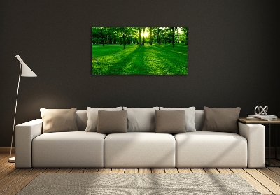 Tableau photo sur verre Herbe dans le parc