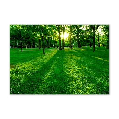 Tableau photo sur verre Herbe dans le parc